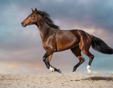 Pferd rennt in freier Wildbahn, Ursprung der Pferdestärke (PS)